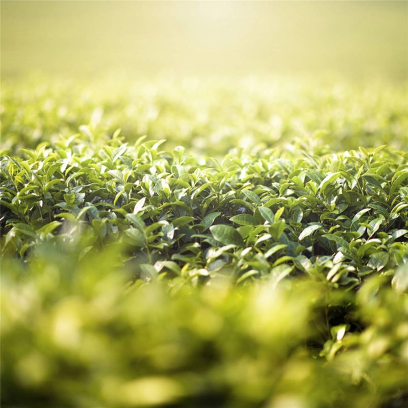 Bushells Extra Strong Leaf Tea 250g